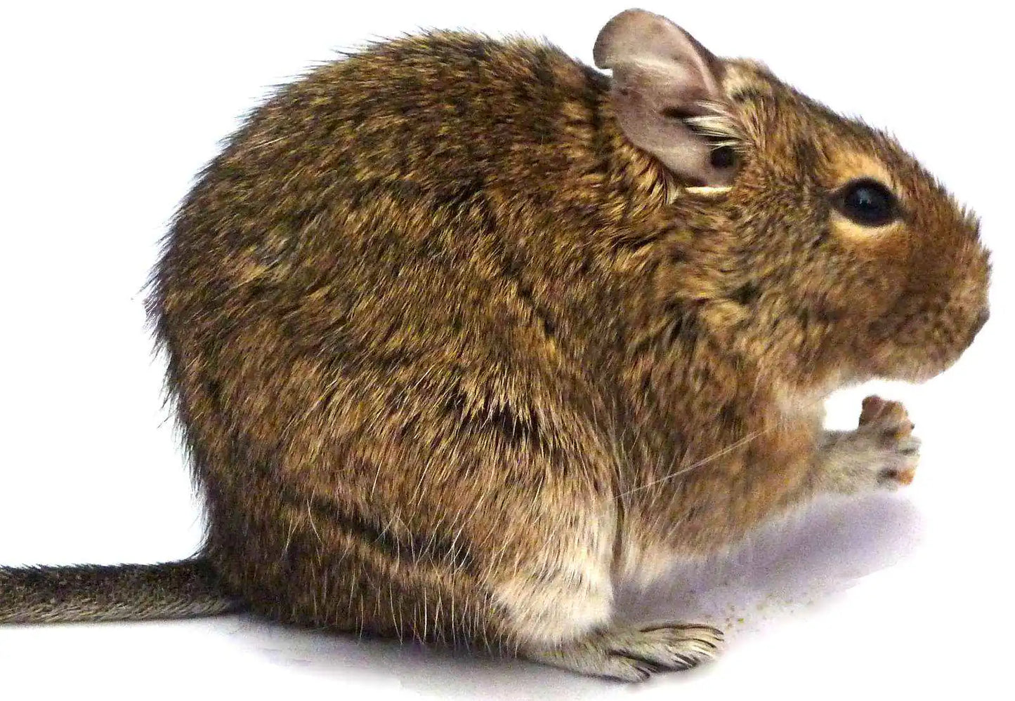 Totally Degu Mixed Pet Treats – 3 or 5 Packs of assorted treats