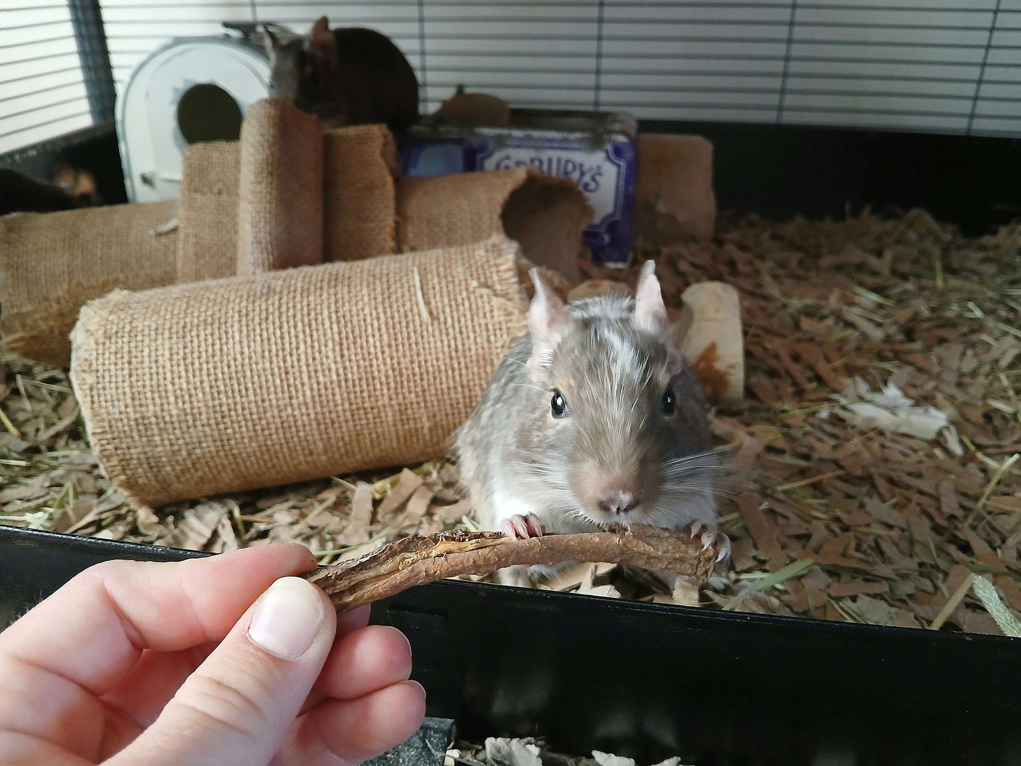 Small animal treats chews sticks forage hay rat mouse mice gerbil hamster degu rodent chinchilla rabbit tortoise