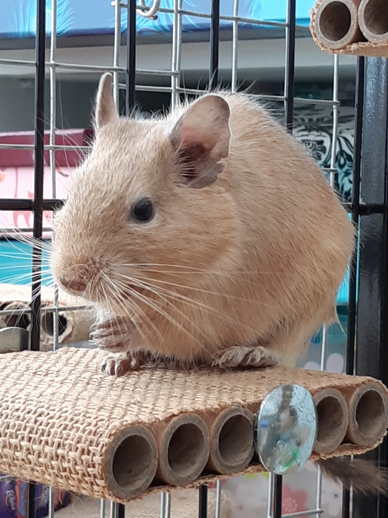 Small animal platform shelf level cage habitat accessory toy rat mouse mice gerbil hamster degu rodent