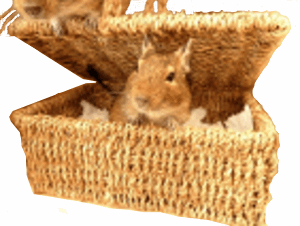 Small animal cosy bed bedding rat mouse mice gerbil hamster degu rodent chinchilla cage habitat