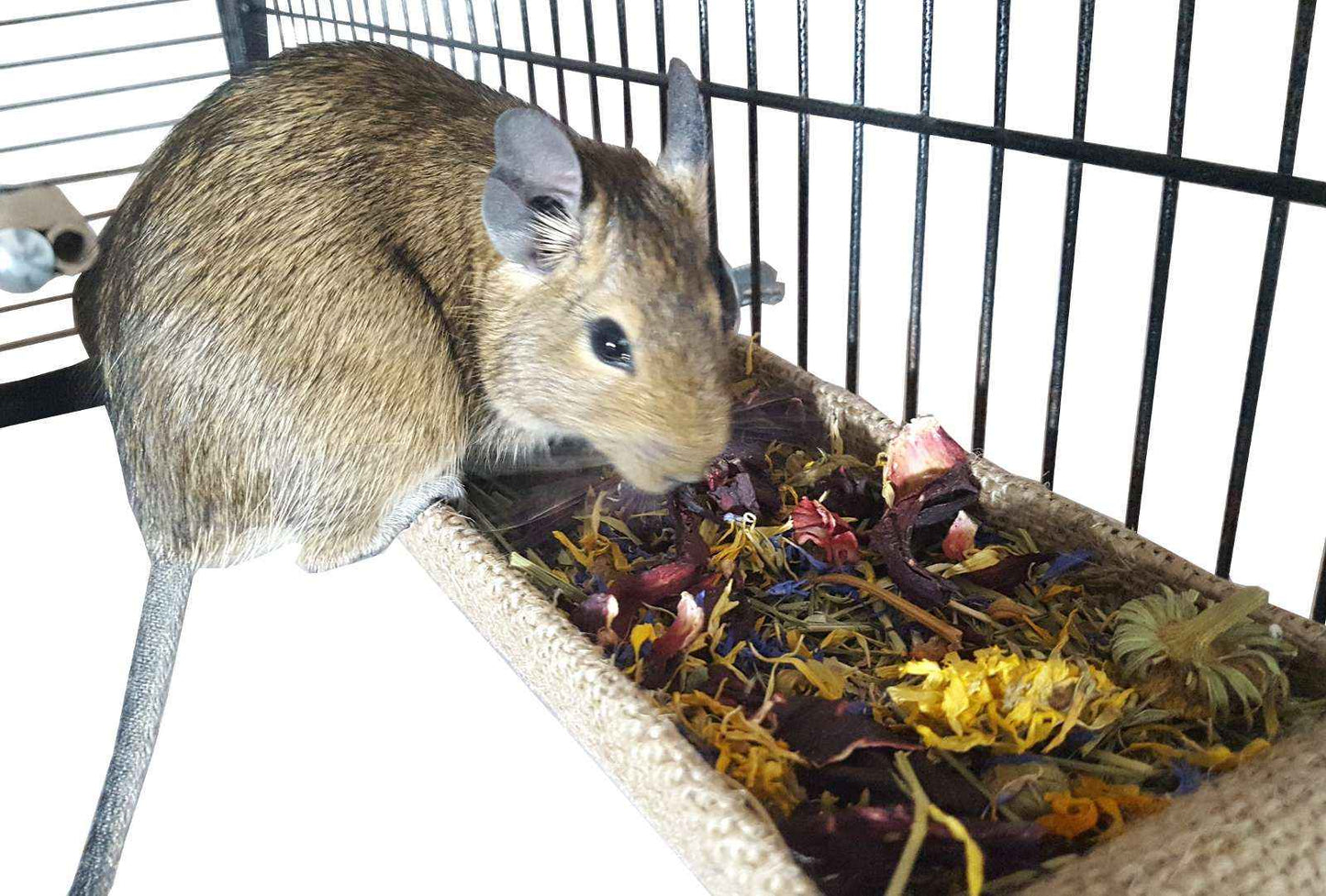 Flower & Herb Forage Mix for Rabbits, Guinea Pigs, Tortoises & Small Animals