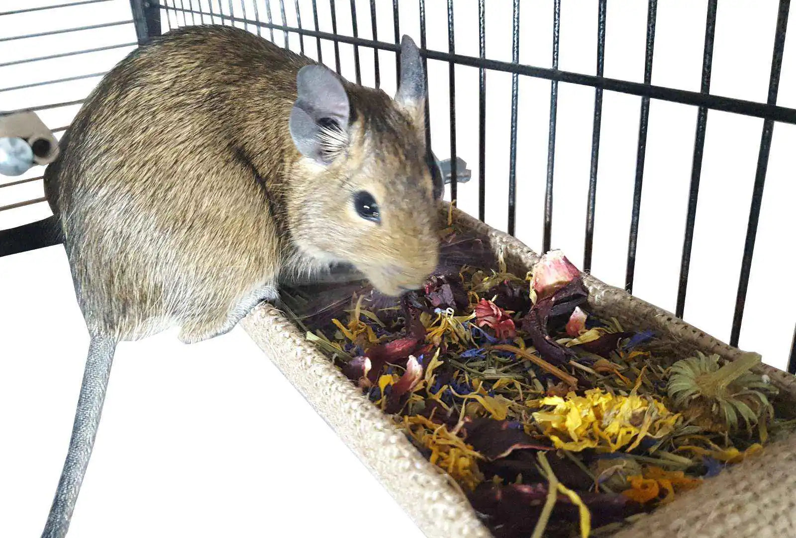 Flower & Herb Forage Mix for Rabbits, Guinea Pigs, Tortoises & Small Animals