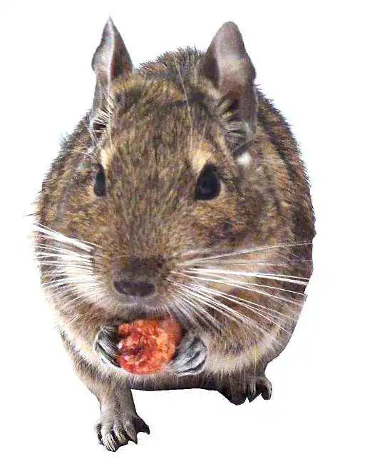 Totally Degu Mixed Pet Treats – 3 or 5 Packs of assorted treats