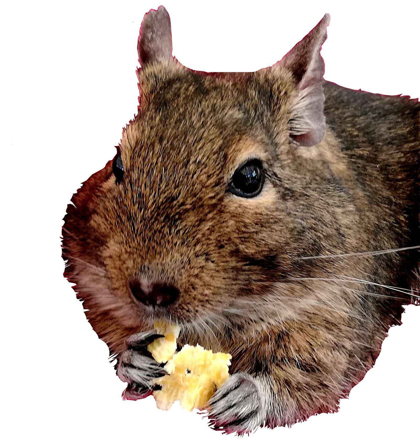Corn Treats for Degus, Small Pet Treat, 50g