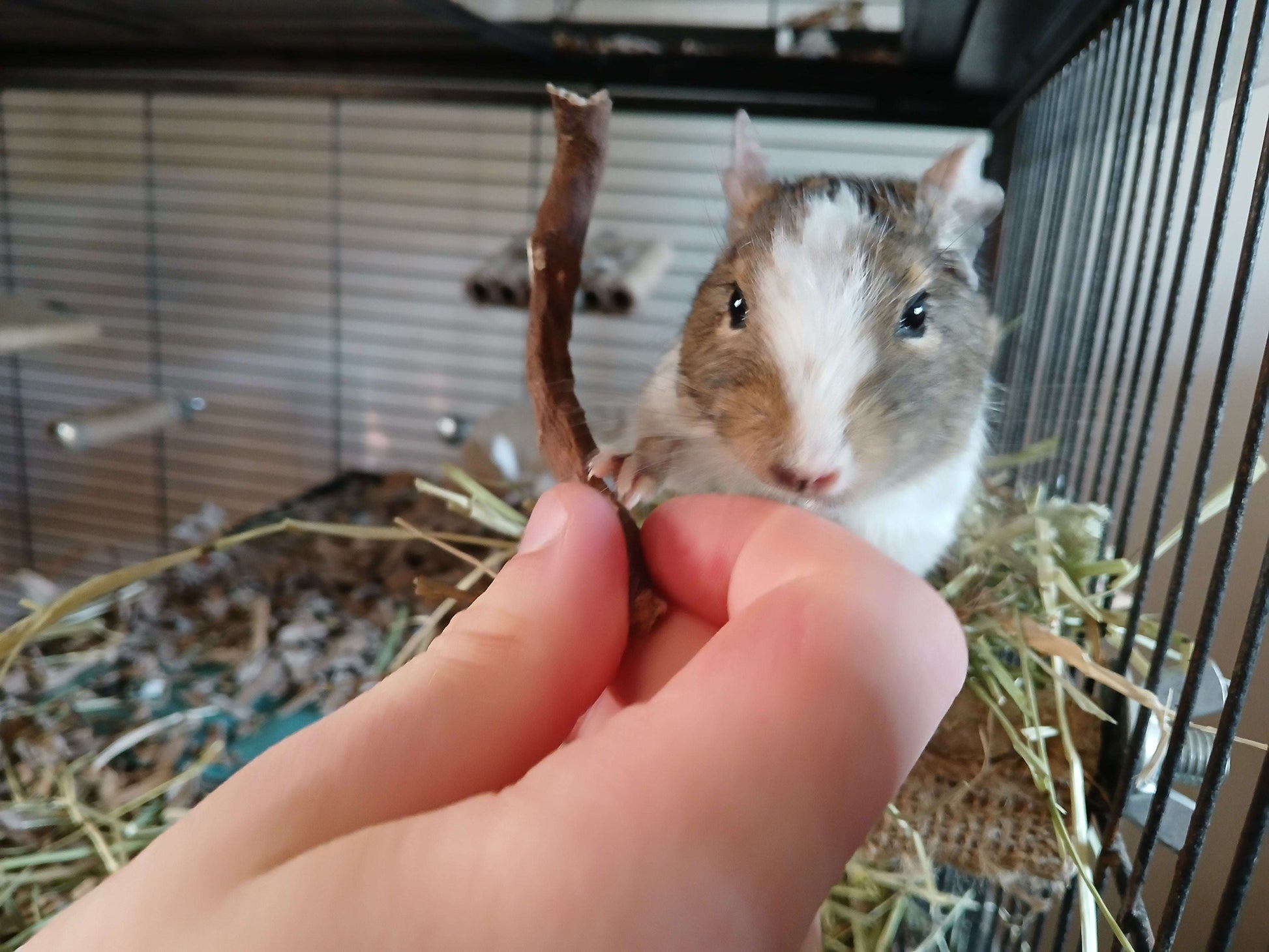 Small animal treats chews sticks forage hay rat mouse mice gerbil hamster degu rodent chinchilla rabbit tortoise