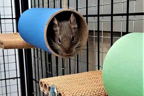 Small animal toy play tube chews rat mouse mice gerbil hamster degu rodent cage accessory habitat platform