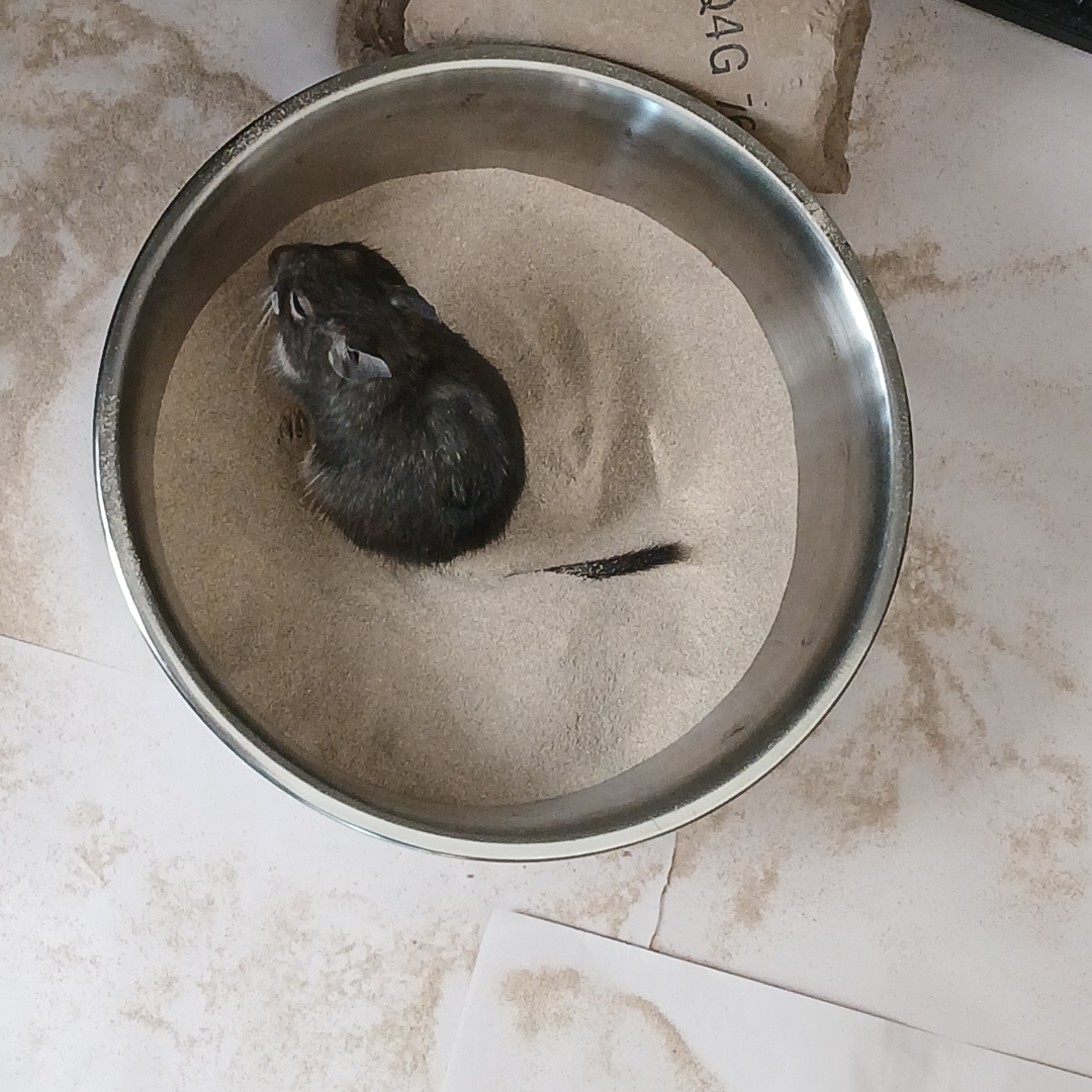 Bathing dust - Bathing Sand for Degus or Chinchillas