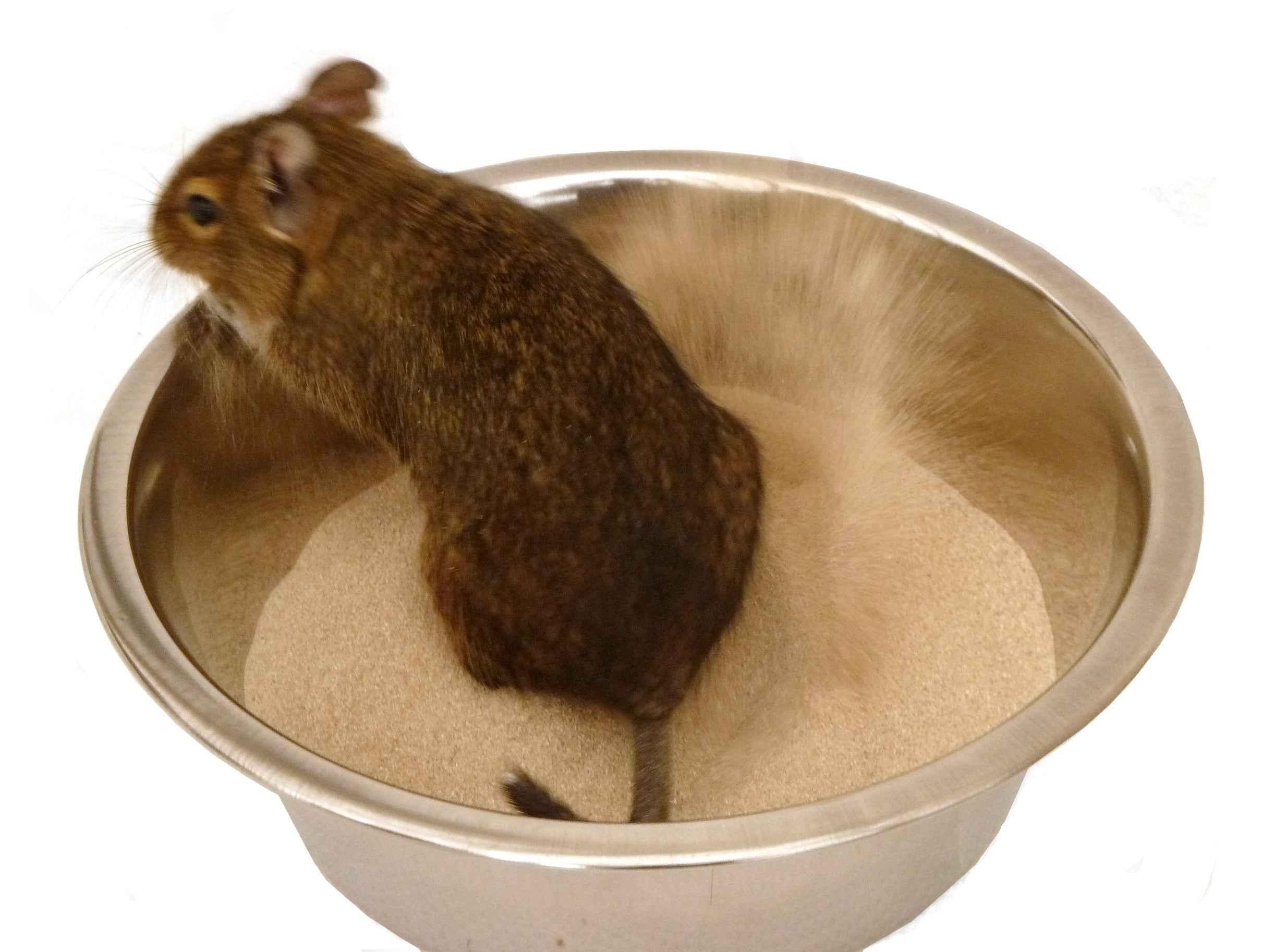 Small animal bathing sand dust cage habitat accessory toy gerbil hamster degu rodent chinchilla clean care
