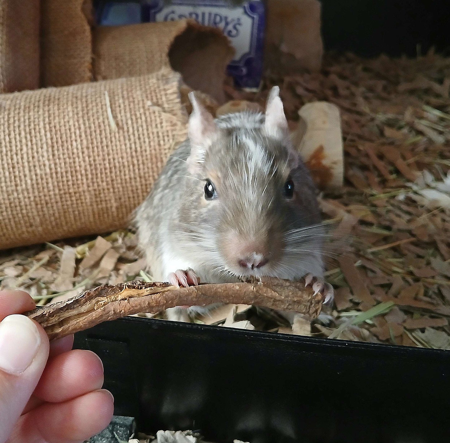 Small animal treats chews sticks forage hay rat mouse mice gerbil hamster degu rodent chinchilla rabbit tortoise