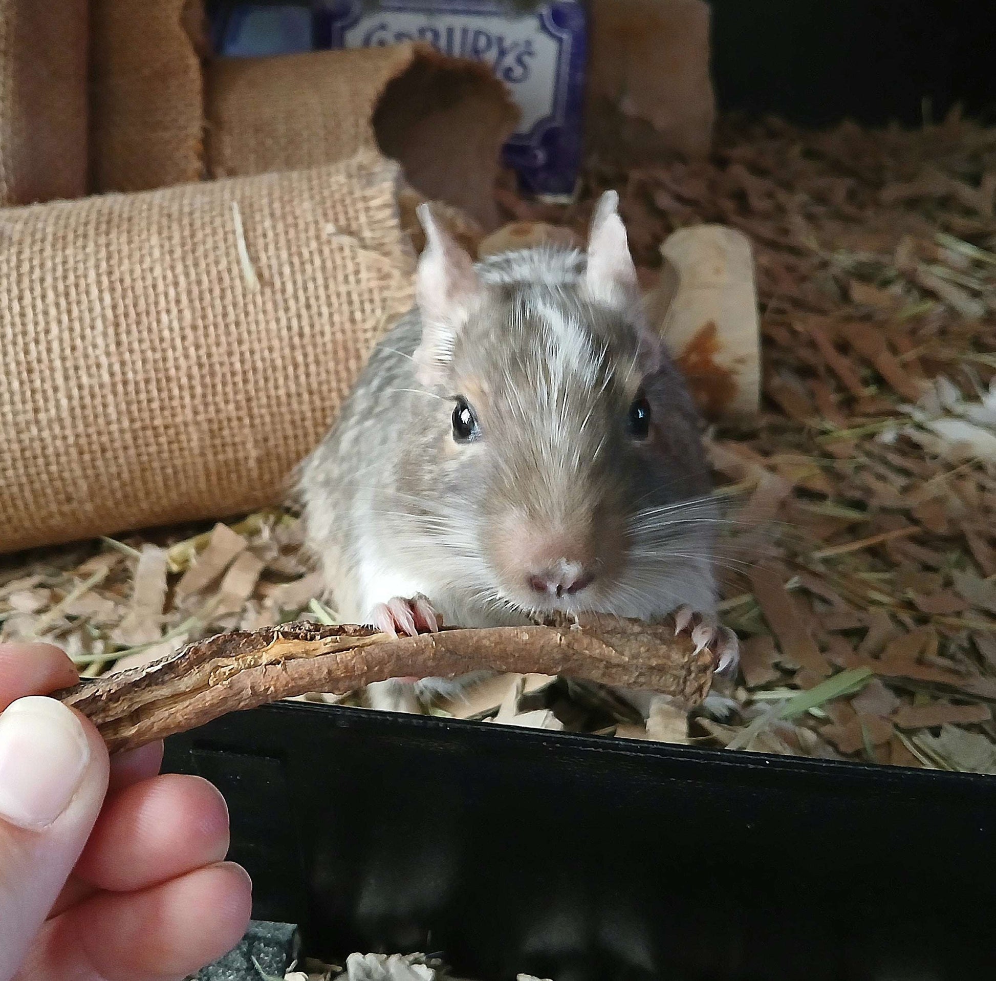 Small animal treats chews sticks forage hay rat mouse mice gerbil hamster degu rodent chinchilla rabbit tortoise