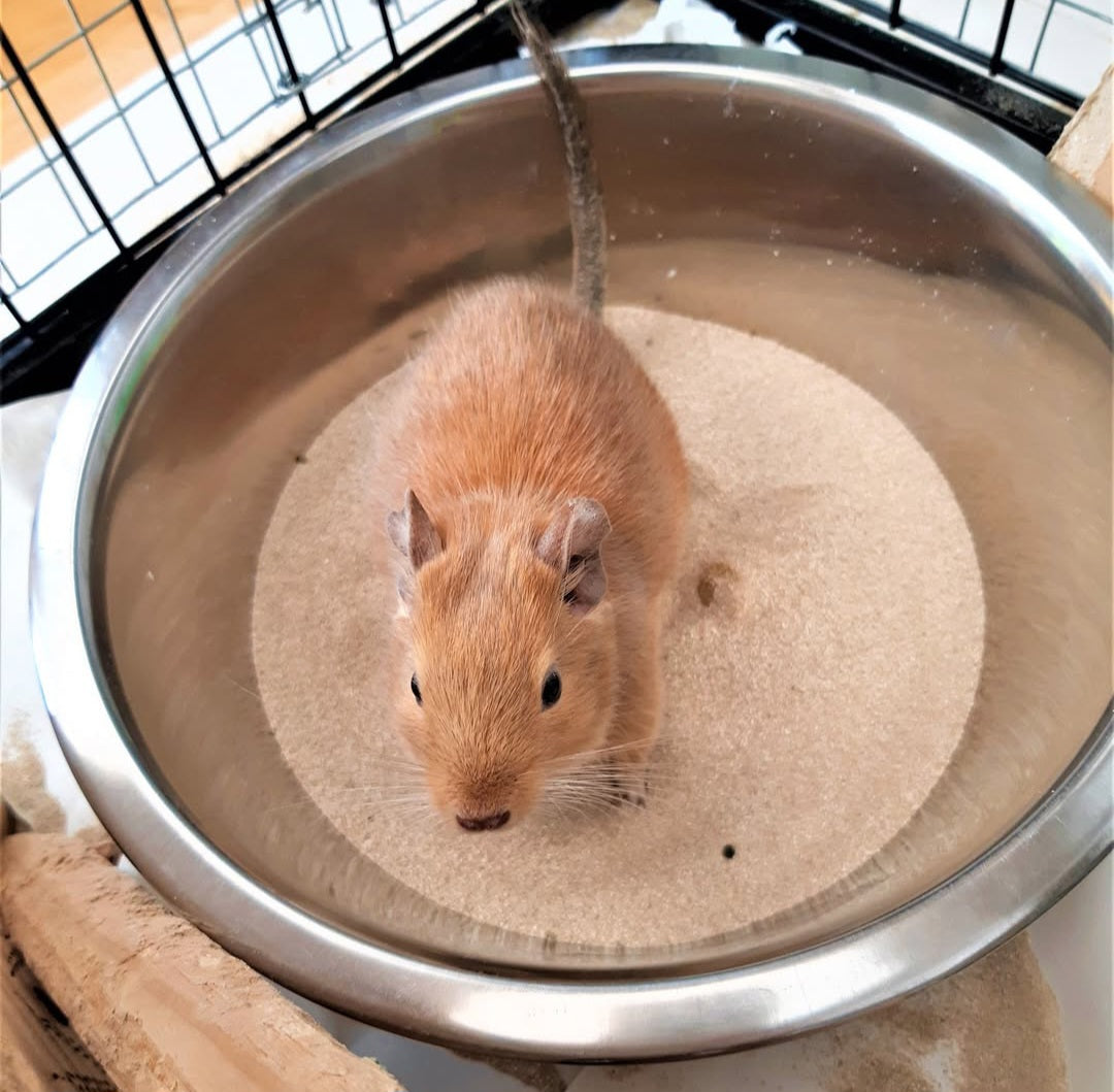 Bathing dust - Bathing Sand for Degus or Chinchillas