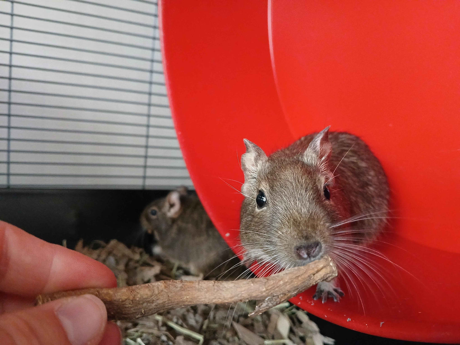 Degulicious Root - Dandelion Root for Degus, Hamsters, Rabbits, Rats, Chinchillas