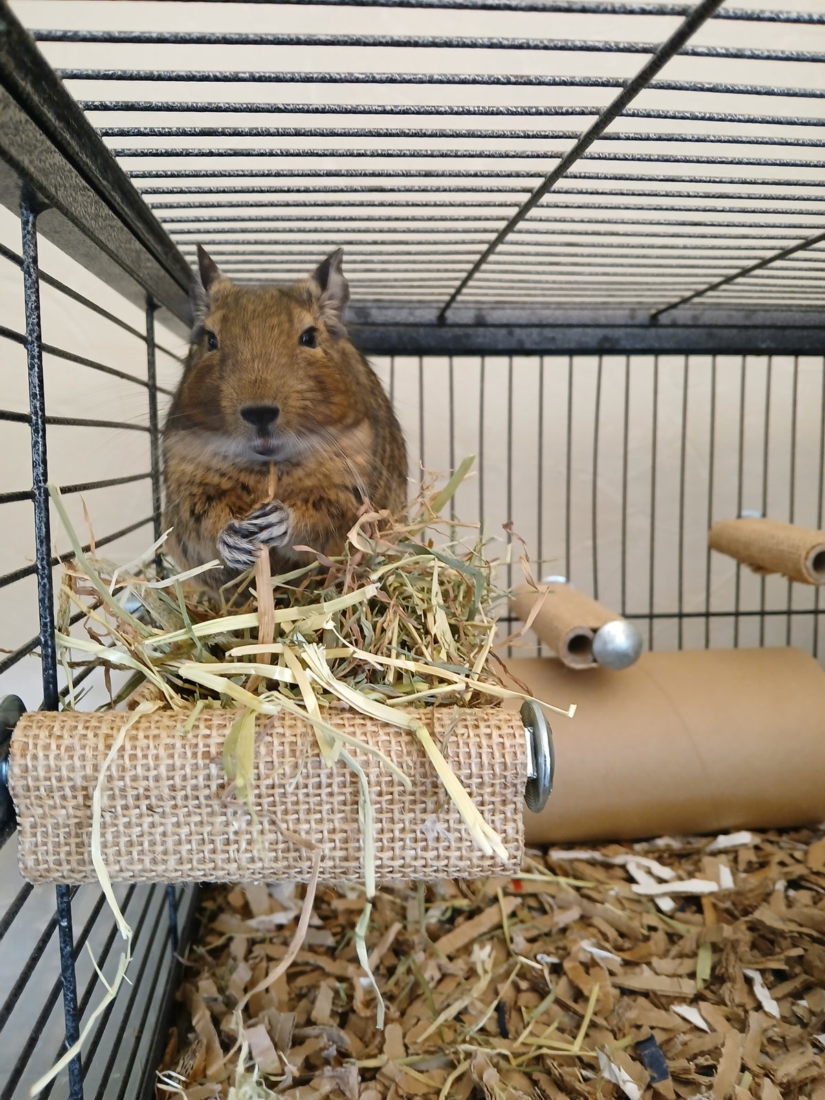 Degu Hay Rack Degu Dental health – Totally Degu