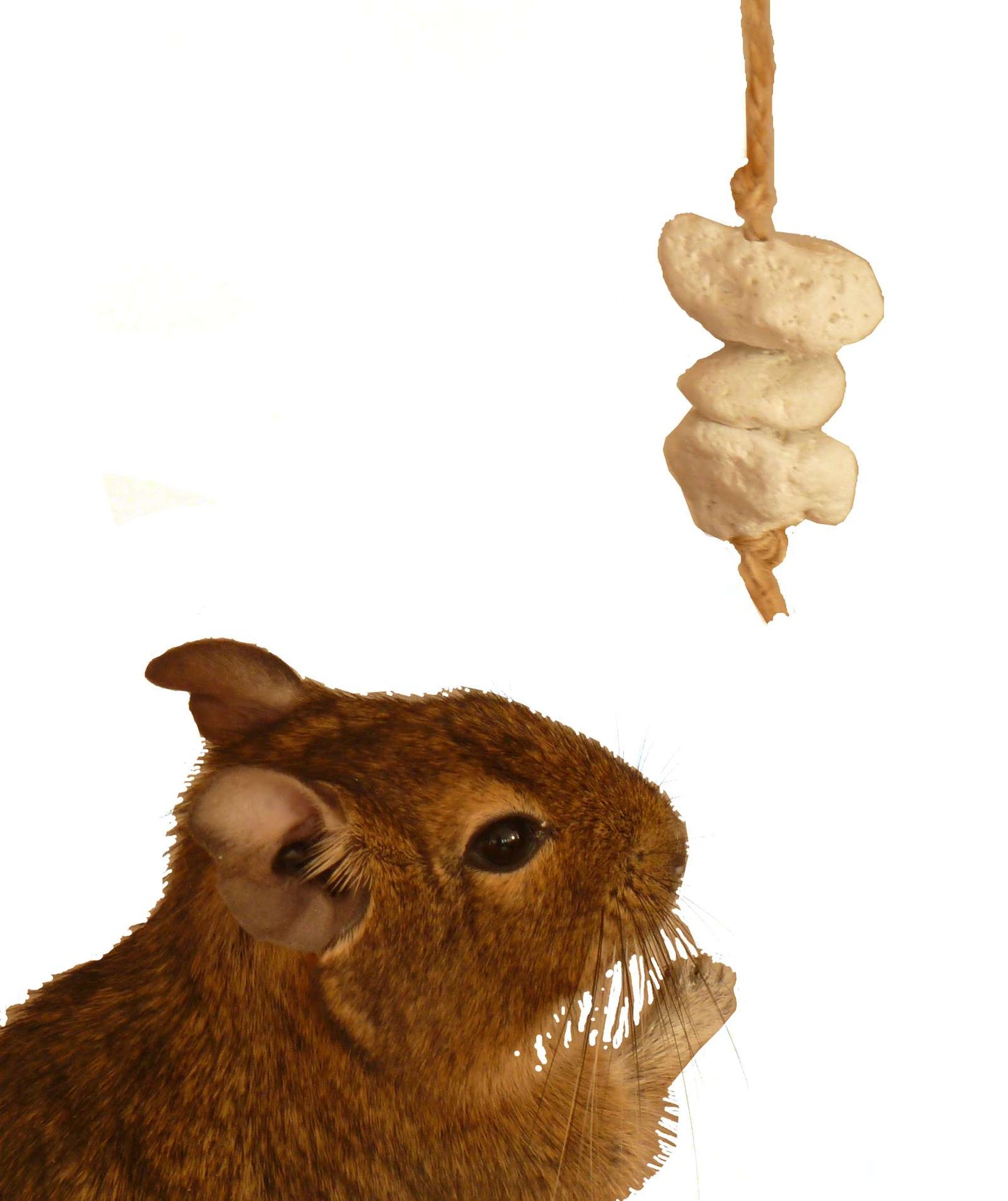 Small animal toy play tube chews rat mouse mice gerbil hamster degu rodent cage accessory habitat platform