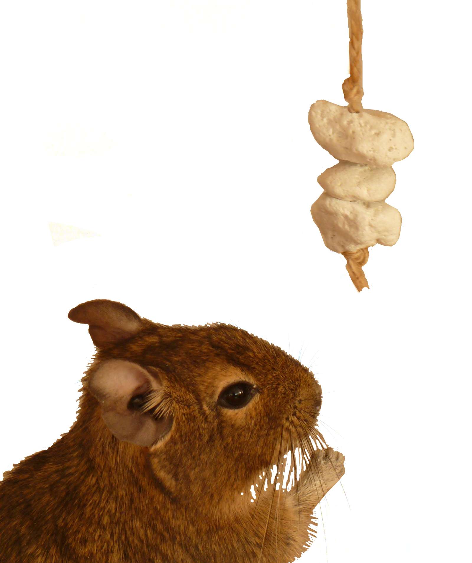 Small animal toy play tube chews rat mouse mice gerbil hamster degu rodent cage accessory habitat platform