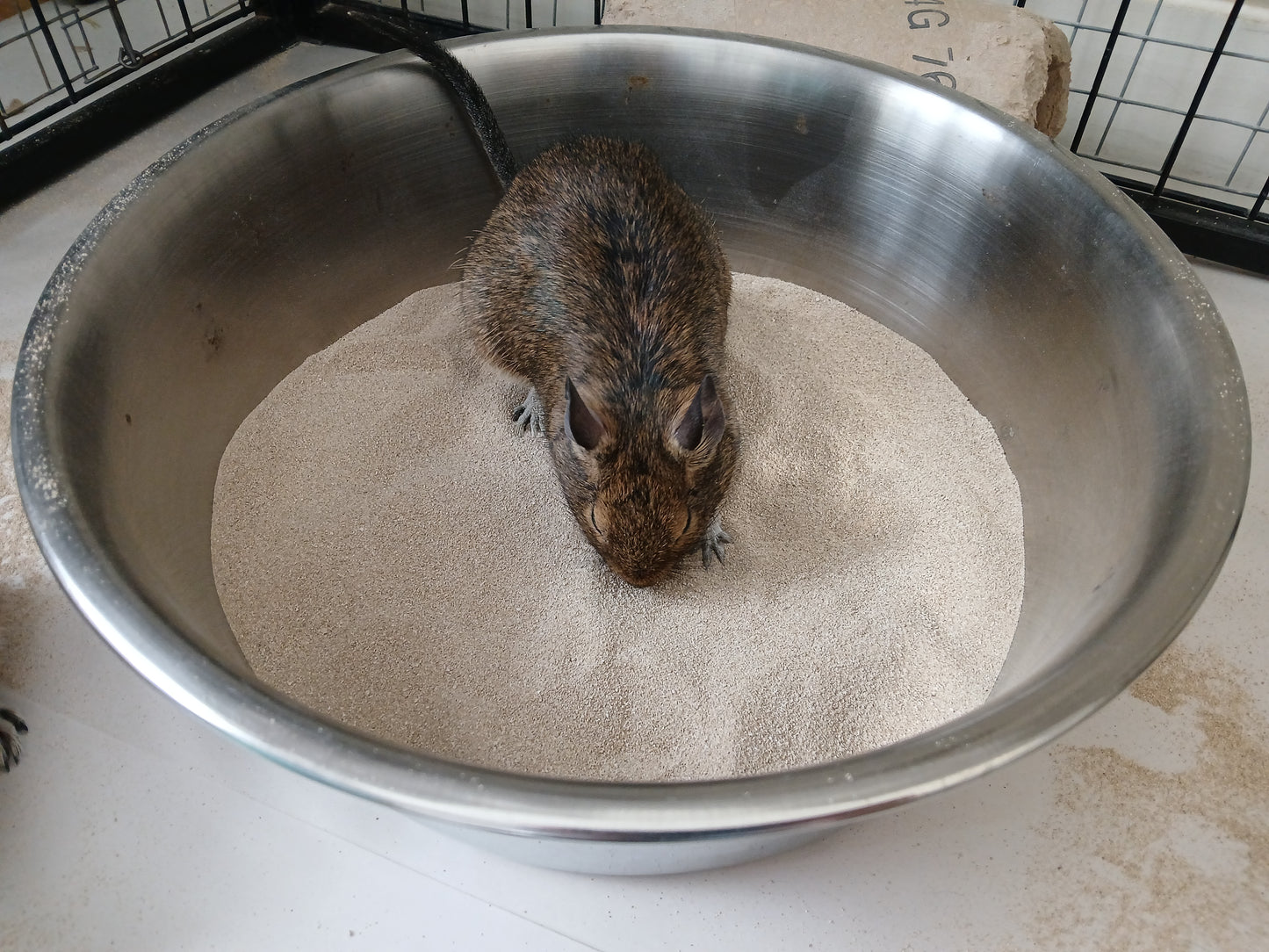 Bathing dust - Bathing Sand for Degus or Chinchillas