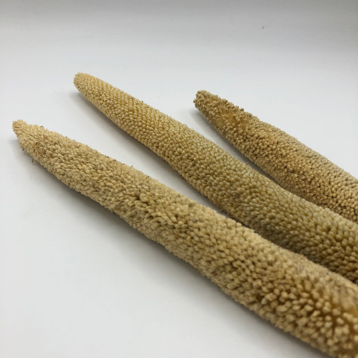 Pearl Millet Stems
