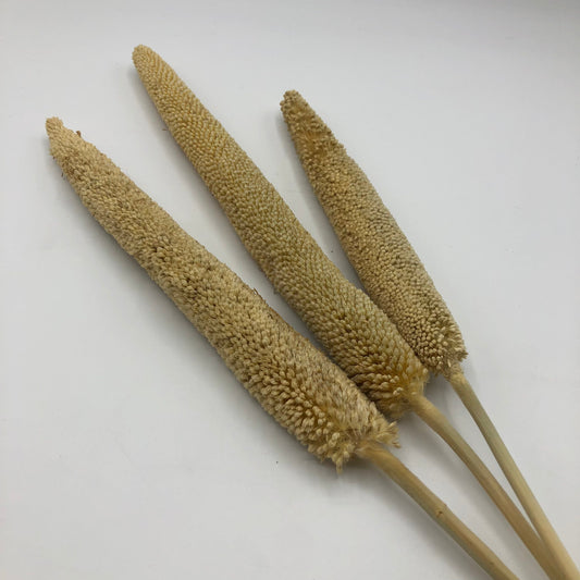 Pearl Millet Stems